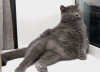grey-russian-blue-cat-gif-humor-comedy-funny-lol.gif