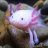 Axolotl